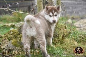 Chiots de race Siberian husky à vendre chez l'éleveur DU PHOENIX D’OR