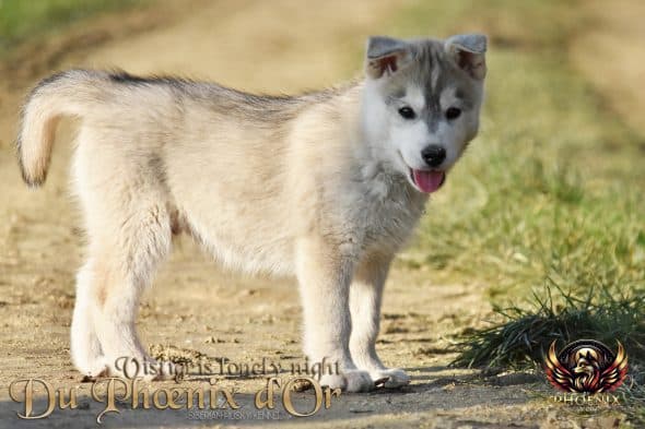 Image de la portée de chiot de l'élévage DU PHOENIX D’OR