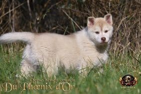 Chiots de race Siberian husky à vendre chez l'éleveur DU PHOENIX D’OR