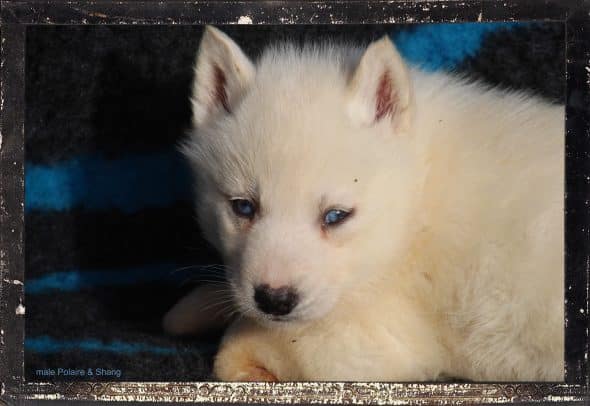 Image de la portée de chiot de l'élévage DES GUERRIERS CHIPPEWAS