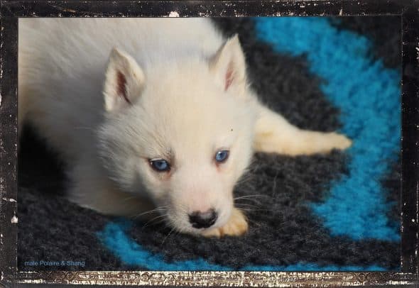 Image de la portée de chiot de l'élévage DES GUERRIERS CHIPPEWAS