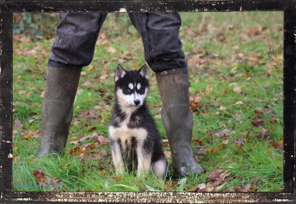 Image de la portée de chiot de l'élévage DES GUERRIERS CHIPPEWAS