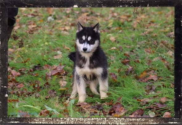 Image de la portée de chiot de l'élévage DES GUERRIERS CHIPPEWAS