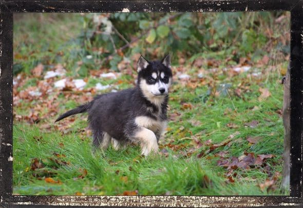 Image de la portée de chiot de l'élévage DES GUERRIERS CHIPPEWAS