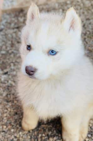 Image de la portée de chiot de l'élévage CENTRE ANIMALIER REGIONAL