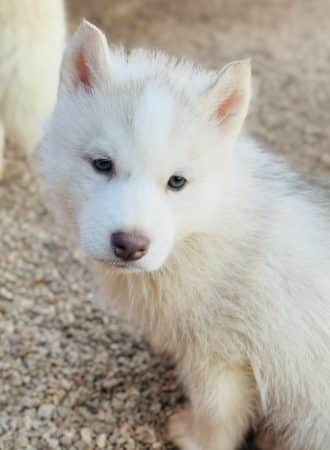 Image de la portée de chiot de l'élévage CENTRE ANIMALIER REGIONAL