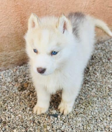 Image de la portée de chiot de l'élévage CENTRE ANIMALIER REGIONAL