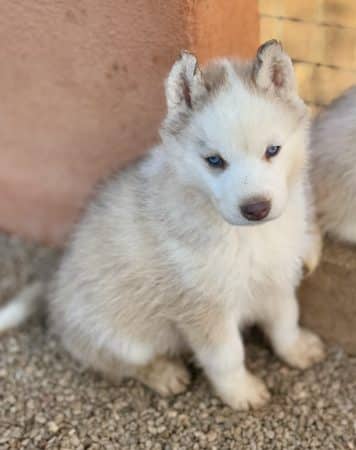 Image de la portée de chiot de l'élévage CENTRE ANIMALIER REGIONAL