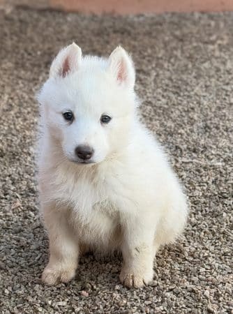 Image de la portée de chiot de l'élévage CENTRE ANIMALIER REGIONAL