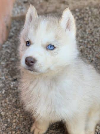 Image de la portée de chiot de l'élévage CENTRE ANIMALIER REGIONAL