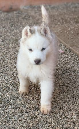 Image de la portée de chiot de l'élévage CENTRE ANIMALIER REGIONAL