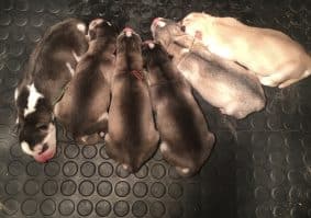 Chiots de race Siberian husky à vendre chez l'éleveur MME FREDOUILLARD ORLANE