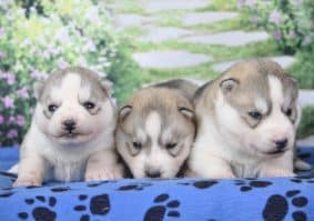 Chiots de race Siberian husky à vendre chez l'éleveur OF DEVIL INSIDE