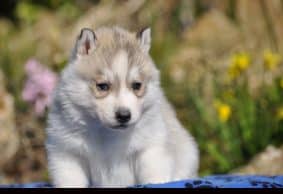 Chiots de race Siberian husky à vendre chez l'éleveur Angel inside’s