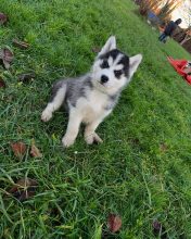 Chiots de race Siberian husky à vendre chez l'éleveur DE L’AUBE SIBERIENNE