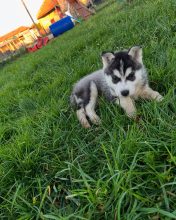 Chiots de race Siberian husky à vendre chez l'éleveur DE L’AUBE SIBERIENNE