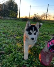 Chiots de race Siberian husky à vendre chez l'éleveur DE L’AUBE SIBERIENNE