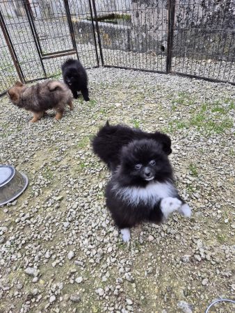 Image de la portée de chiot de l'élévage PION CHRISTOPHE