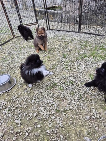 Image de la portée de chiot de l'élévage PION CHRISTOPHE