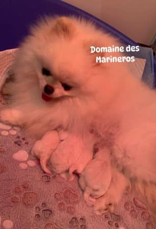 Image de la portée de chiot de l'élévage DU DOMAINE DES MARINEROS