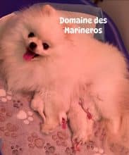 Chiots de race Spitz allemand moyen à vendre chez l'éleveur DU DOMAINE DES MARINEROS