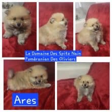 Chiots d'apparence Spitz allemand moyen à vendre chez l'éleveur DOMAINE SPITZ NAIN POMERANIAN DES OLIVIERS