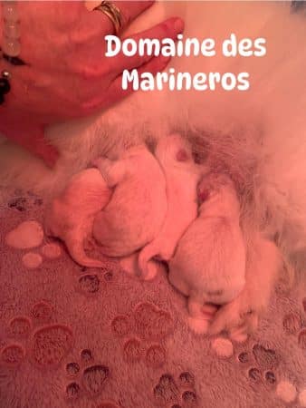 Image de la portée de chiot de l'élévage DU DOMAINE DES MARINEROS