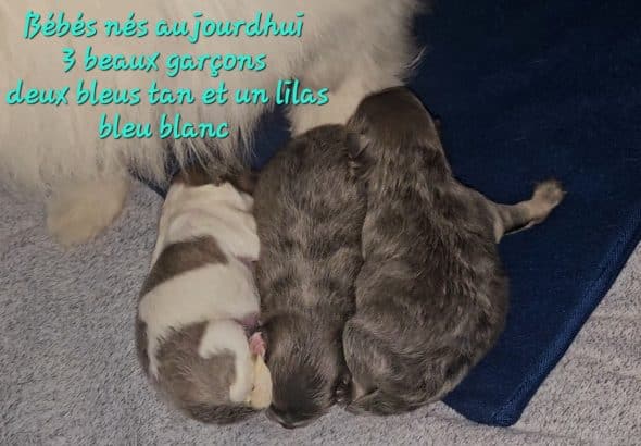 Image de la portée de chiot de l'élévage LILO ET SPITZ