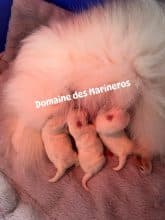 Chiots de race Spitz allemand moyen à vendre chez l'éleveur DU DOMAINE DES MARINEROS