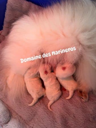 Image de la portée de chiot de l'élévage DU DOMAINE DES MARINEROS