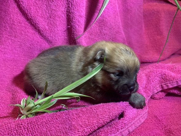 Image de la portée de chiot de l'élévage DESCAMPS BRUNO