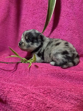 Image de la portée de chiot de l'élévage DESCAMPS BRUNO