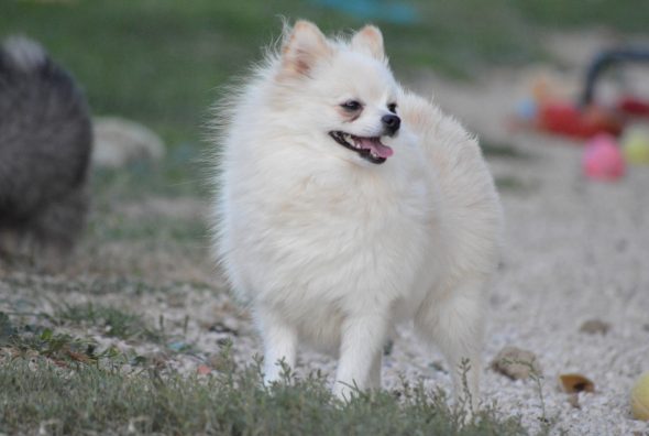 Image de la portée de chiot de l'élévage NAWROT TANIA