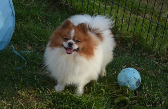 Image de la portée de chiot de l'élévage NAWROT TANIA