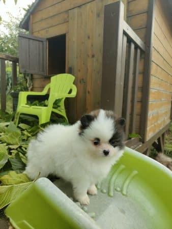 Image de la portée de chiot de l'élévage LARUE ALICE