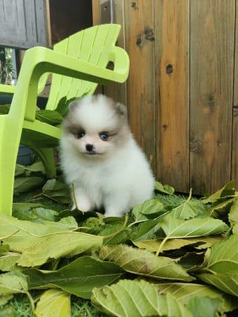 Image de la portée de chiot de l'élévage LARUE ALICE