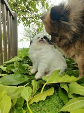 Image de la portée de chiot de l'élévage LARUE ALICE