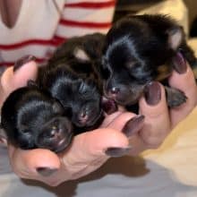 Chiots de race Spitz allemand nain à vendre chez l'éleveur LA NUSERIE DE NOEMIE