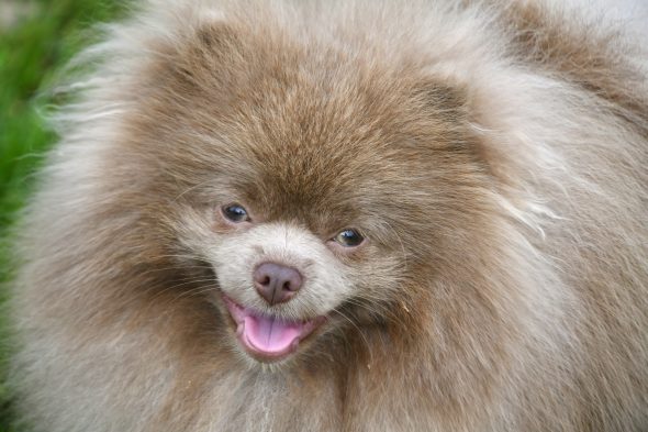 Image de la portée de chiot de l'élévage AUGENDRE ALEXIE