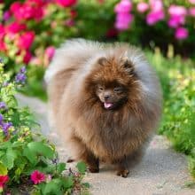 Chiots d'apparence Spitz allemand nain à vendre chez l'éleveur DE LA MEUTE D’ETAN