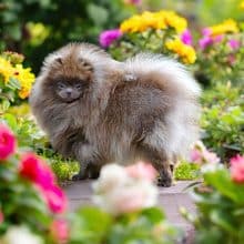 Chiots d'apparence Spitz allemand nain à vendre chez l'éleveur DE LA MEUTE D’ETAN