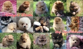 Chiots de race Spitz allemand nain à vendre chez l'éleveur D OBREIKA