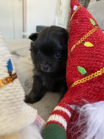 Image de la portée de chiot de l'élévage PAT AZUR