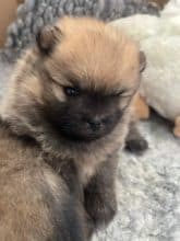 Chiots de race Spitz allemand nain à vendre chez l'éleveur DES PRAIRIES AUX MILLE FLEURS