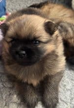 Chiots de race Spitz allemand nain à vendre chez l'éleveur DES PRAIRIES AUX MILLE FLEURS