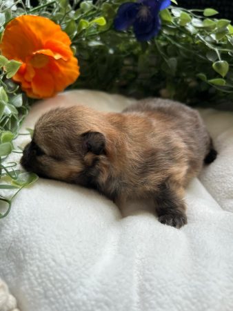 Image de la portée de chiot de l'élévage LASSAUT SEBASTIEN