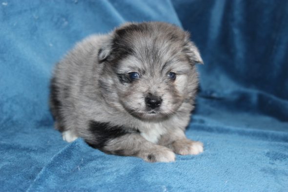 Image de la portée de chiot de l'élévage DOMAINE DE LA TERNOISE