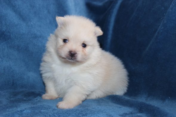 Image de la portée de chiot de l'élévage DOMAINE DE LA TERNOISE