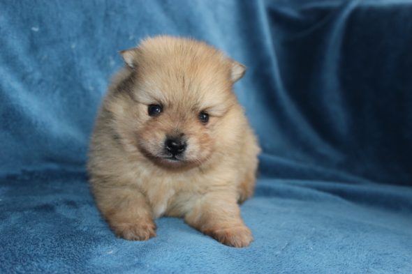 Image de la portée de chiot de l'élévage DOMAINE DE LA TERNOISE