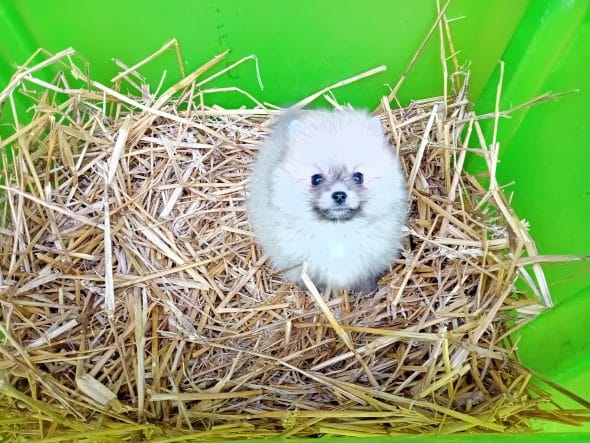 Image de la portée de chiot de l'élévage BLAIN JEREMY